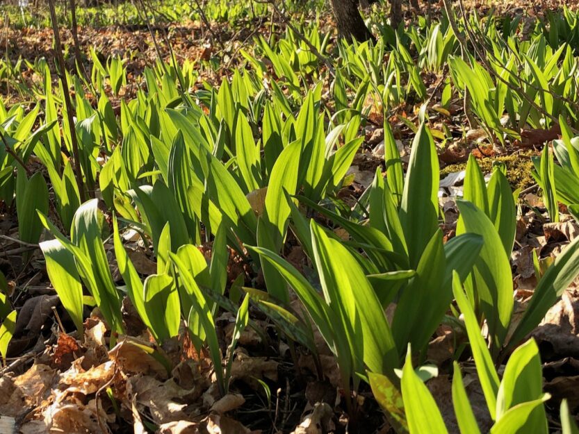 5 common and tasty wild edibles you can forage for in Canada • Page 4 ...
