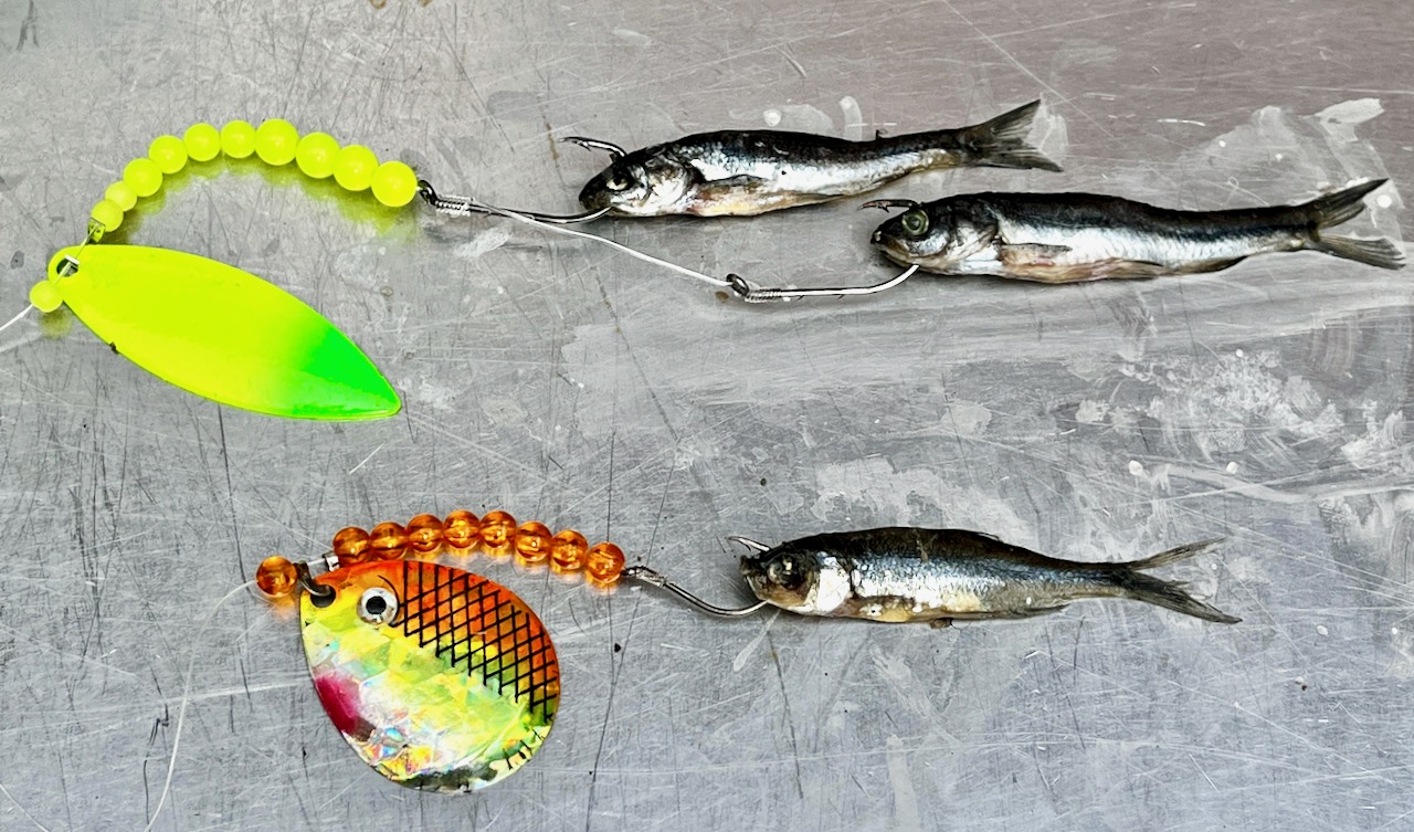 Don't toss those dead minnows! These 6 tricks will give your