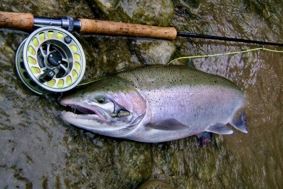 Steelhead river getting too crowded? Target these secret fish