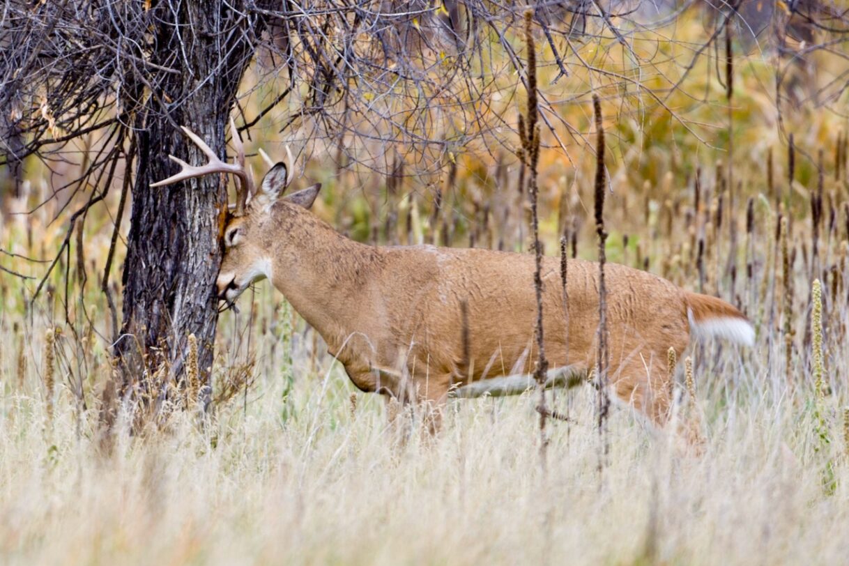 How to Field Dress Big Game • Outdoor Canada