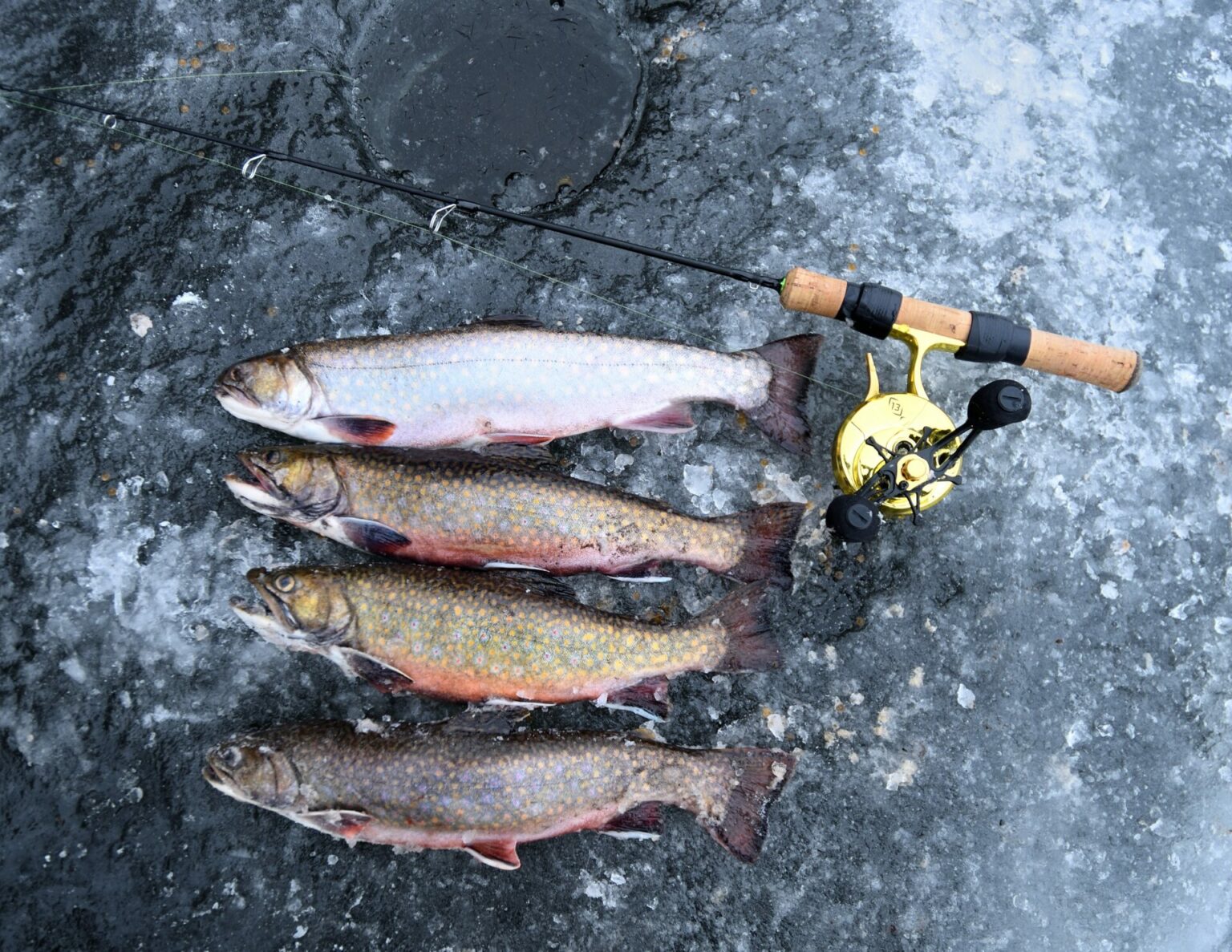 Why do some malelooking brook trout carry eggs? The answers are