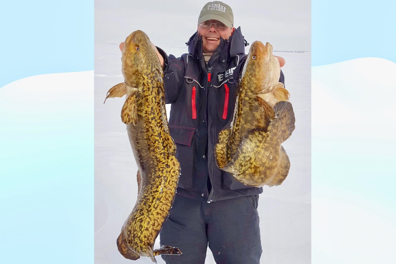 Think you know burbot? Think again—this new science will take your ...