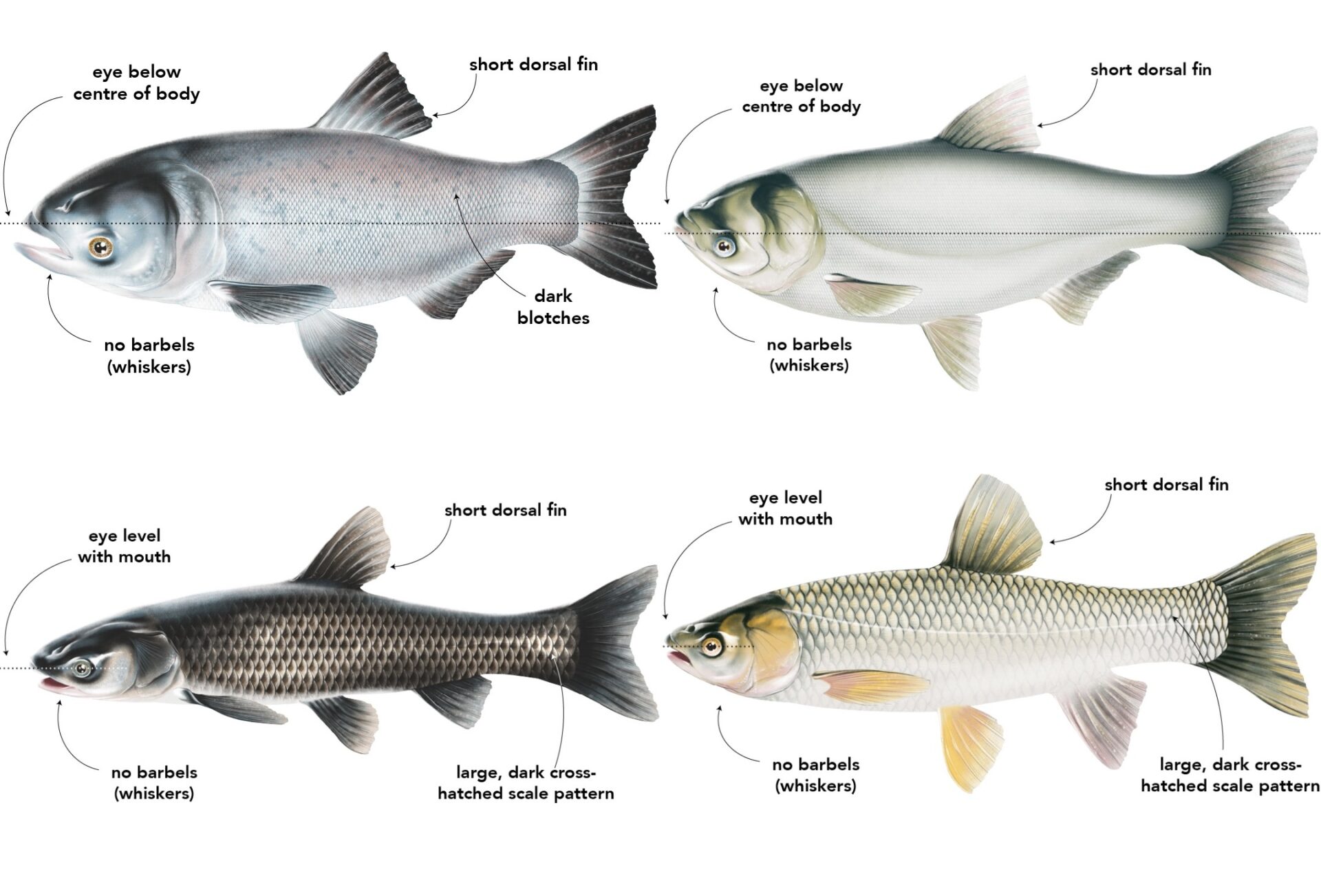 The first step to stopping invasive Asian carp is recognizing them. Here's  what every angler should know • Page 2 of 4 • Outdoor Canada