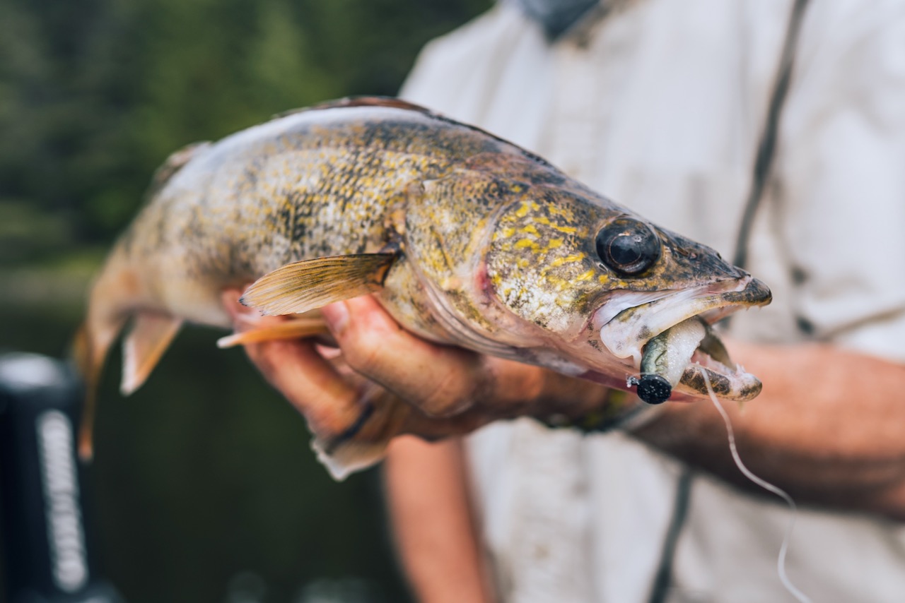 Crush City soft-plastic baits are catching on in Canada • Outdoor