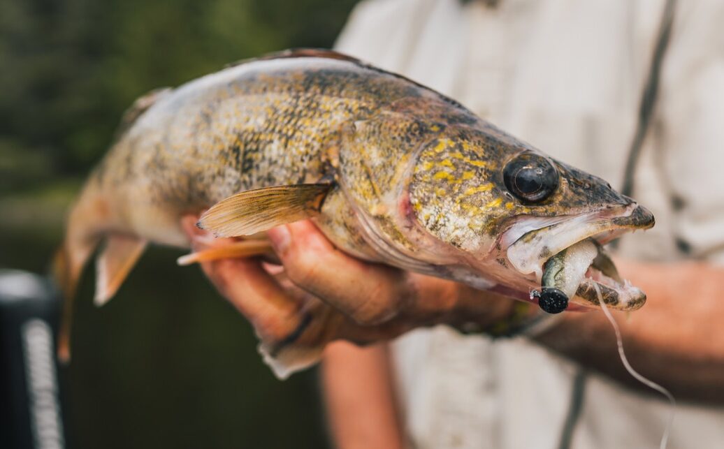 Rapala's new soft-plastic Crush City baits are made for fishing in