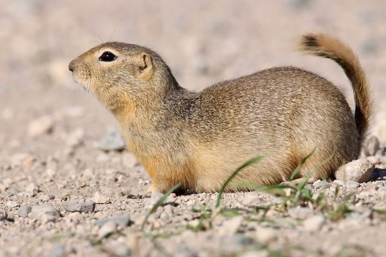Gopher