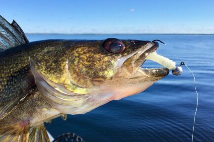crayon fishing lure Tackle Hard Baits Topwater Pencil Lures 6g/12g Walk The Dog Artificial Baits with Treble Hook Lures : Sports & Outdoors Daiwa SF4000-B Strikeforce-B Spinning Color:#171 Baby Bronze Back cat claw z hod holders The image of the